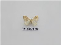 藏品(尺蛾573)的圖片